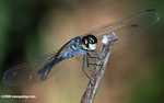 Blue-gray dragonfly -- borneo_3466a