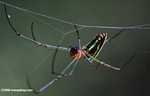 Multi-colored spider -- borneo_3474a