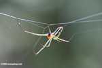 Multi-colored spider -- borneo_3478