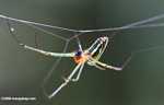 Multi-colored spider