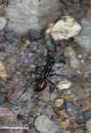 Giant ant -- borneo_3492