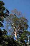 Canopy tree with white bark -- borneo_3523