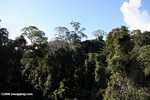 Borneo rainforest -- borneo_3564