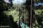 Danum Valley canopy walkway -- borneo_3572