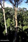 Danum Valley canopy walkway -- borneo_3578