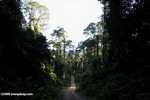 Logging road turned tourism access road in Danum Valley -- borneo_3580
