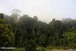 Danum Valley Rainforest -- borneo_3603