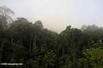 Danum Valley Rainforest -- borneo_3605
