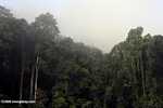 Danum Valley Rainforest -- borneo_3608