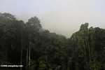 Danum Valley Rainforest -- borneo_3609