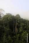 Danum Valley Rainforest -- borneo_3611