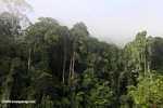 Danum Valley Rainforest -- borneo_3612
