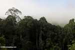 Danum Valley Rainforest -- borneo_3613