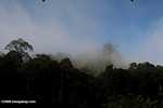 Danum Valley Rainforest -- borneo_3615