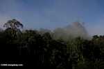 Danum Valley Rainforest -- borneo_3617