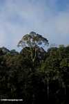 Danum Valley Rainforest -- borneo_3622