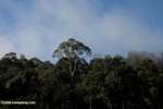 Danum Valley Rainforest -- borneo_3624