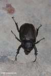 Large armored beetle -- borneo_3626