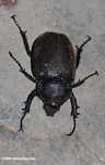 Large armored beetle -- borneo_3627