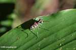 Spotted tiger beetle (Cicindela aurulenta) -- borneo_3633