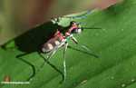 Spotted tiger beetle (Cicindela aurulenta) -- borneo_3635