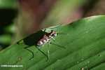Spotted tiger beetle (Cicindela aurulenta) -- borneo_3636