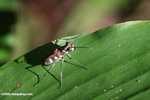 Spotted tiger beetle (Cicindela aurulenta) -- borneo_3637