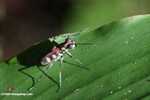 Spotted tiger beetle (Cicindela aurulenta) -- borneo_3638