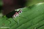 Spotted tiger beetle (Cicindela aurulenta) -- borneo_3642
