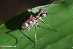Spotted tiger beetle (Cicindela aurulenta) -- borneo_3642a