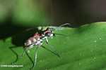 Spotted tiger beetle (Cicindela aurulenta) -- borneo_3646