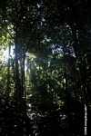 Borneo rainforest -- borneo_3656