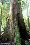 Berbanir akar pohon kanopi