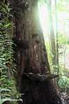 Giant fungus on a rainforest ree