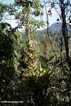 Bromeliads in Borneo