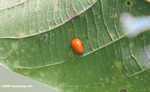 Orange beetle -- borneo_3747