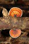 Orange and white fungi