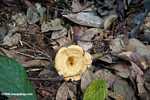 Light brown fungi -- borneo_3776