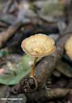 Light brown fungi -- borneo_3780