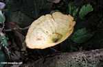 Light brown fungi -- borneo_3789
