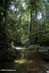 Rainforest creek -- borneo_3808