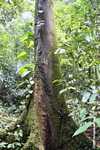 Rainforest tree -- borneo_3820