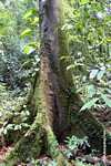 Rainforest tree -- borneo_3822