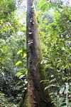 Rainforest tree -- borneo_3823