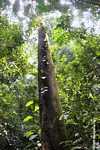 Rainforest tree -- borneo_3824