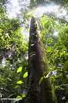 Rainforest tree -- borneo_3827