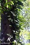 Epiphytes in the Bornean rainforest canopy