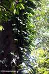 Epiphytes in the Bornean rainforest canopy -- borneo_3831