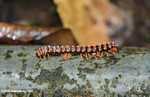 Red Borneo centipede -- borneo_3834