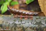 Red Borneo centipede -- borneo_3835